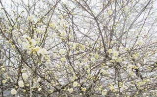 白梅花最优产地分析（从种植环境、品质等多方面探讨最佳产地）
