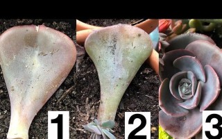 探秘叶繁殖植物的生命之谜（揭开植物界的神秘面纱，探究叶繁殖的机制和魅力）