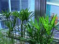 利用水竹叶子清理家居环境的妙招（环保、简单、高效——用水竹叶子打造清洁新方式）
