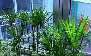 利用水竹叶子清理家居环境的妙招（环保、简单、高效——用水竹叶子打造清洁新方式）