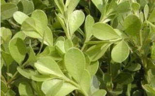 探究黄杨的草本性质（从植物学角度看黄杨的分类特征）