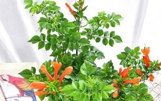 如何正确修剪凌霄花（凌霄花修剪注意事项及方法）