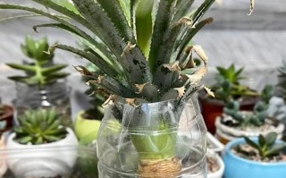 菠萝种植指南（以菠萝的头怎么种植方法）
