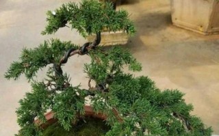 家庭种植白皮松的技巧（白皮松——让家园更美丽）