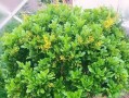 米兰花的毒性及适合在家中养护的知识