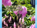 如何种植芍药？（提高芍药种植的技巧与方法）