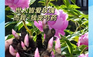如何种植芍药？（提高芍药种植的技巧与方法）