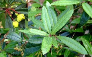 家里种黄连的风水之福（为家居带来的健康和吉祥）
