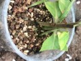以扦插的菊花如何上盆（培育健康的菊花苗的方法与技巧）