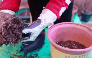 绿山茶花的种植技巧与养护方法（探索绿山茶花的美丽世界，让您的庭院绽放色彩缤纷的花海）