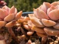 白牡丹养殖指南（打造白牡丹园林，享受花海盛宴）