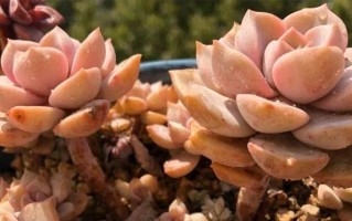 白牡丹养殖指南（打造白牡丹园林，享受花海盛宴）