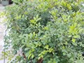 九里香的开花周期与养护方法（一年几次开花？如何养护？）