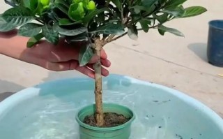 栀子花扦插技巧（探索栀子花扦插的秘密，助你打造花园中的明星植物）