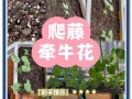 牵牛花种子发芽时间详解（探究牵牛花种子发芽的时间、条件以及方法）