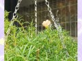 以大花马齿笕的种植方法与技巧（从选种到养护，助你成功种植大花马齿笕）