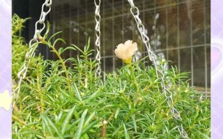 以大花马齿笕的种植方法与技巧（从选种到养护，助你成功种植大花马齿笕）