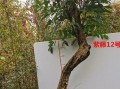 大型紫藤的盆栽技巧（打造庭院中的紫色海洋）