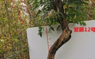 大型紫藤的盆栽技巧（打造庭院中的紫色海洋）
