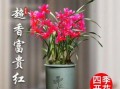兰花如何配土？——兰花土壤配制方法剖析（打造适合兰花生长的土壤，让兰花茁壮成长）
