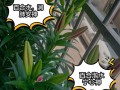 水培百合花种子的种植技巧（探索水培百合花的生长奥秘，让你轻松打造美丽花园）