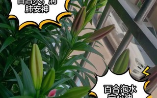 水培百合花种子的种植技巧（探索水培百合花的生长奥秘，让你轻松打造美丽花园）