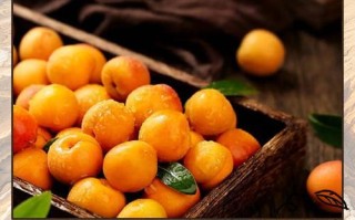 杏子的性质到底是什么？（探究杏子的温度属性与食用方法）