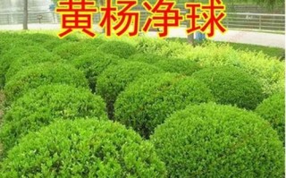 小叶黄杨的耐阴特性及栽培方法（了解小叶黄杨，轻松种出美丽阴地）