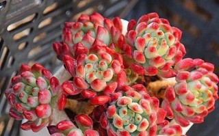 蓝苹果养护指南（打造完美蓝苹果，从这里开始）