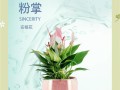 盆栽粉掌的科学浇水方法（为您解答如何正确地给盆栽粉掌浇水）