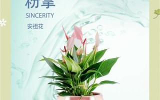 盆栽粉掌的科学浇水方法（为您解答如何正确地给盆栽粉掌浇水）