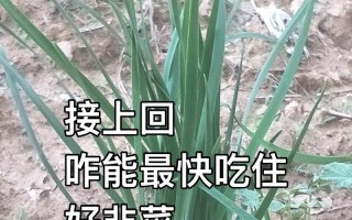 生吃韭菜的好处（探索生吃韭菜的益处及食用方式）