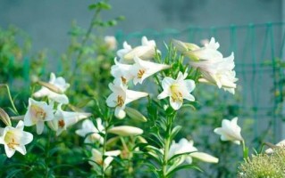 百合花的摆放与养护（让百合花在家中绽放迷人光彩）