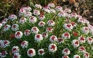 狼毒花盆栽技巧大揭秘