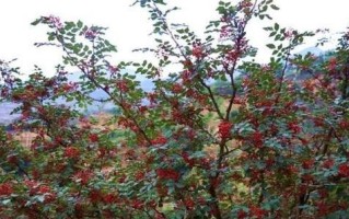 花椒开花的美丽与寓意（赏花、品味和文化）
