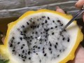 探寻火龙果的故乡（全球特产汇聚，火龙果的秘密之旅）