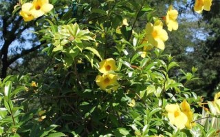 黄蝉花养殖全攻略（从种植到管理，一次性掌握黄蝉花的养护技巧）