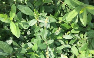 小叶女贞不是草本植物！（解读小叶女贞的分类学地位及其特性）