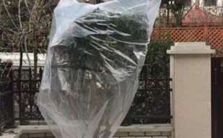 盆栽保暖全攻略（冬天如何给盆栽提供适宜温度）