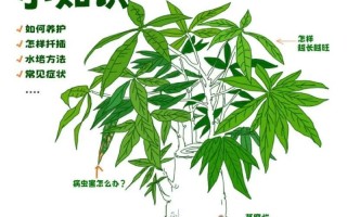 冬季如何保护水培发财树（冬天水培发财树养护指南）