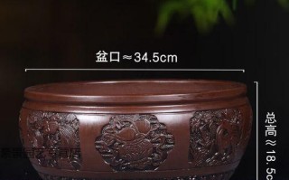 咖啡对君子兰的影响（咖啡浇水，君子兰有福气）