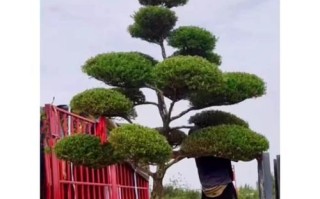 黄杨盆景的叶子掉落原因及处理方法（探究黄杨盆景叶子掉落的原因并提供有效处理方法）