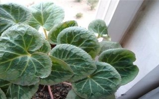 仙客来的繁殖方法剖析（利用生物学知识实现高效繁殖）