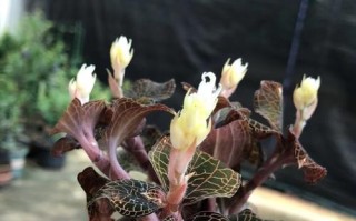 金线莲的生长周期（探究金线莲生长的周期、特点及适宜条件）