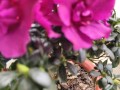 花卉养护的重要性及花朵死亡的原因（以花换土后为什么会导致花朵死亡？土壤改良和养护技巧是关键！）