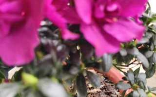 花卉养护的重要性及花朵死亡的原因（以花换土后为什么会导致花朵死亡？土壤改良和养护技巧是关键！）