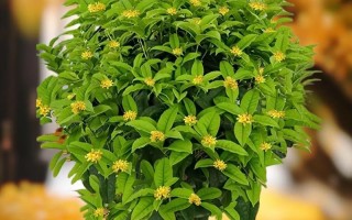桂花，一种被子植物的代表（探究桂花的植物分类和特点）
