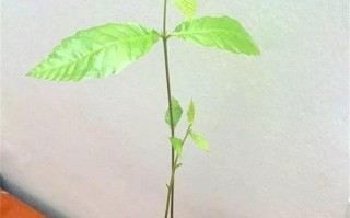 如何种植摇钱树种子（快速实现财富增长的方法与技巧）