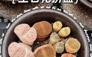 如何判断生石花能否开花（探秘生石花开花的关键因素及判断方法）