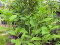 探寻神秘的商路之植物（揭秘商路之植物的生态和文化意义）
